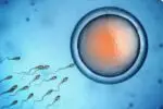 In Vitro Fertilization (IVF) - Image 3